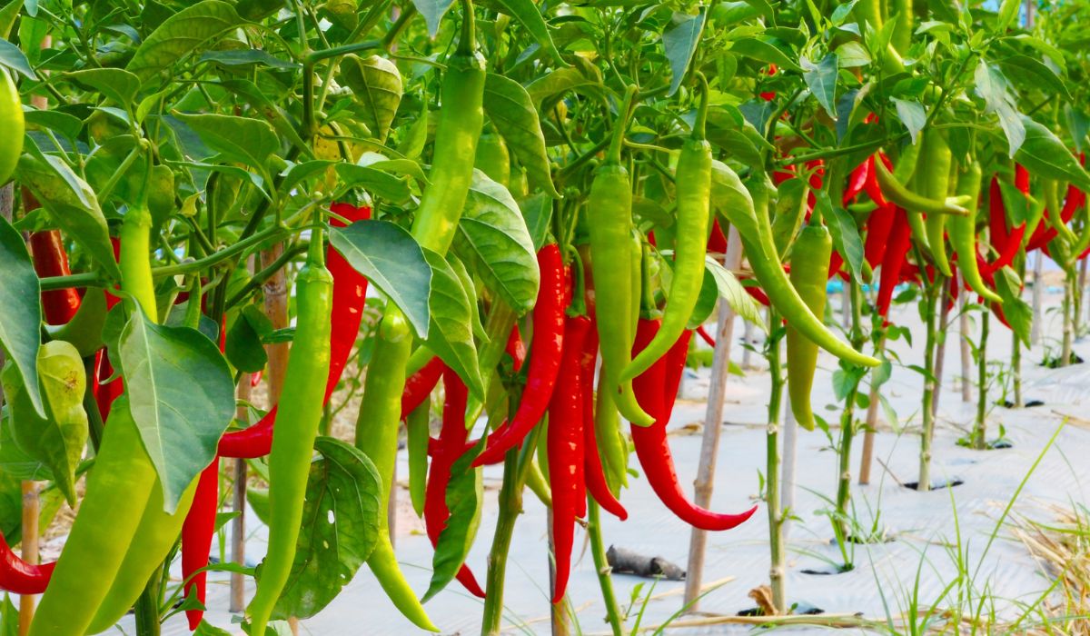 Premium organic spices mix - rich aroma and flavor