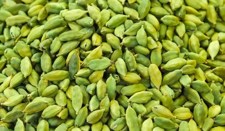 Premium oil seeds for agriculture & food industry
