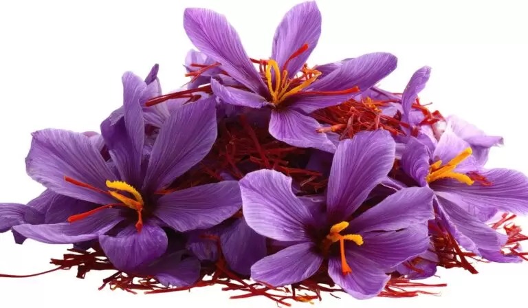 Premium oil seeds for agriculture & food industry